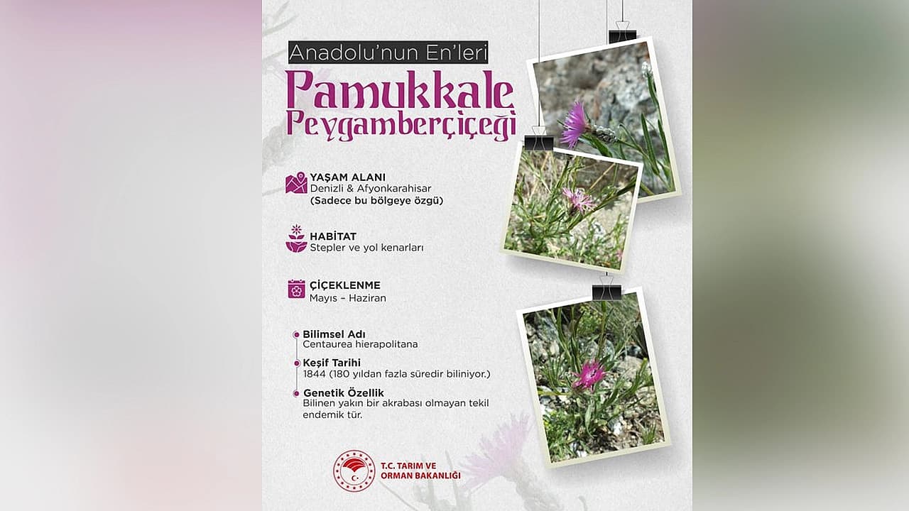 Anadolu’nun nadide çiçeği: Pamukkale Peygamberçiçeği