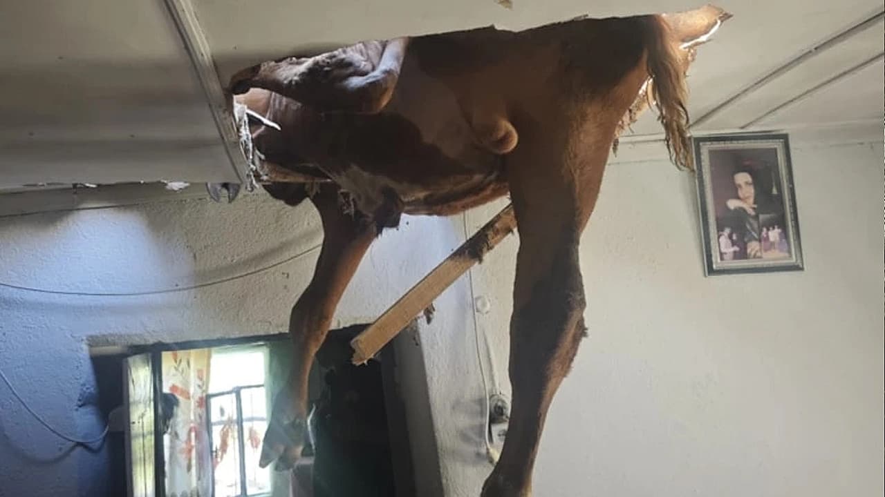 Damızlık boğa çatıdan salona düştü