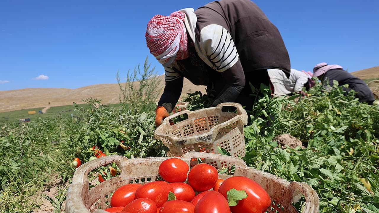 Elazığ’da domates hasadı hız kesmeden sürüyor: 20 bin ton rekolte bekleniyor