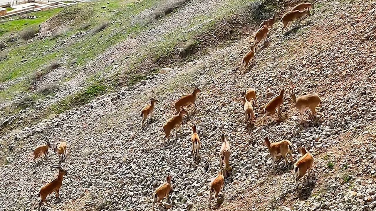 Dağ Keçileri Palu Kalesi eteklerinde görüntülendi