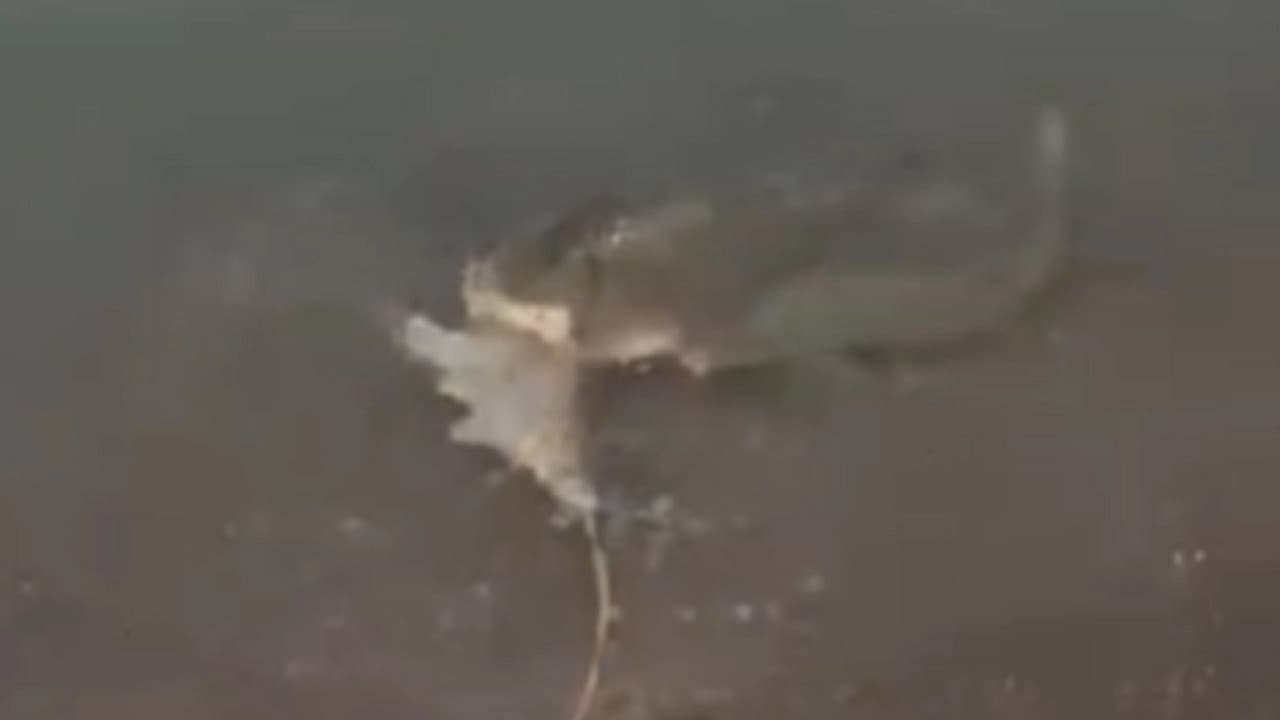 Elazığ'da dev turna balığı yakalandı