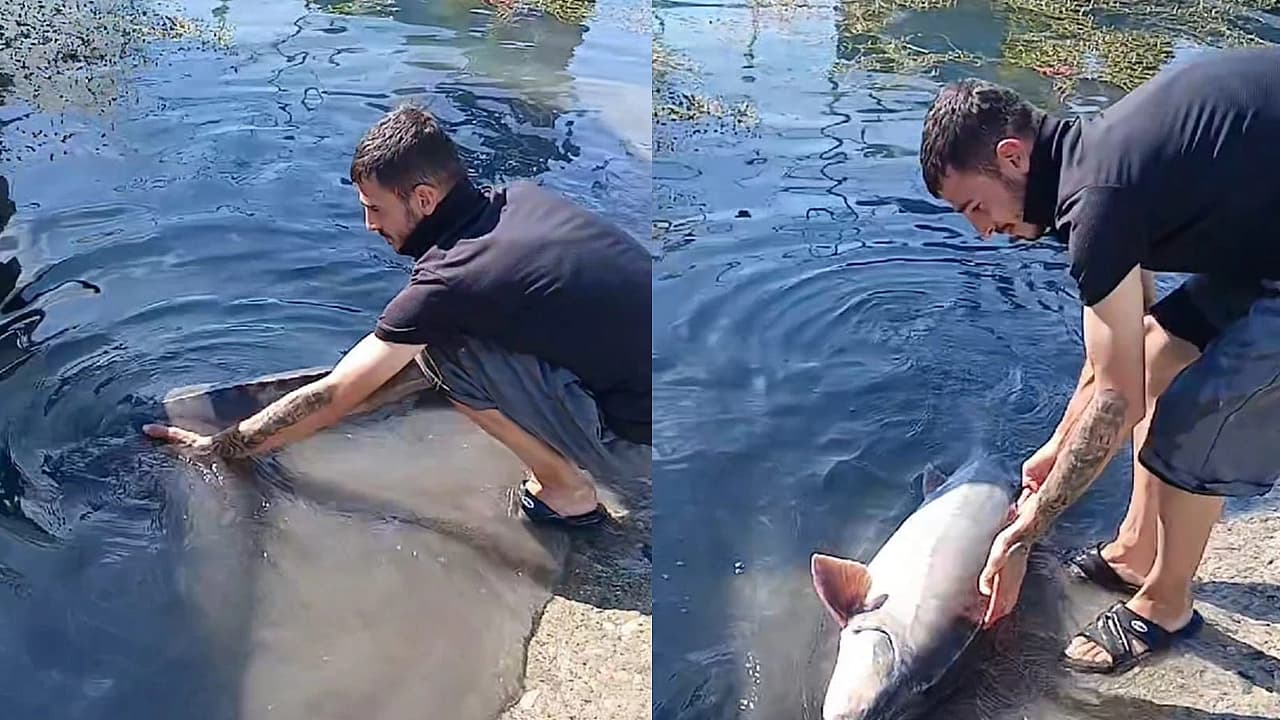 Keban Baraj Gölü’nde 35 Kiloluk Mersin Balığı heyecanı