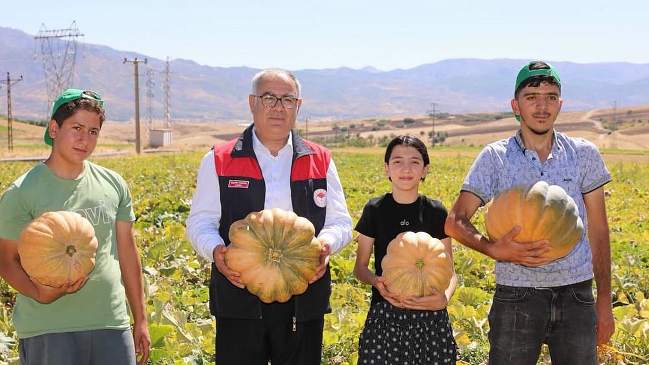 Elazığ’da kabak hasadı başladı! Üretimde artış bekleniyor