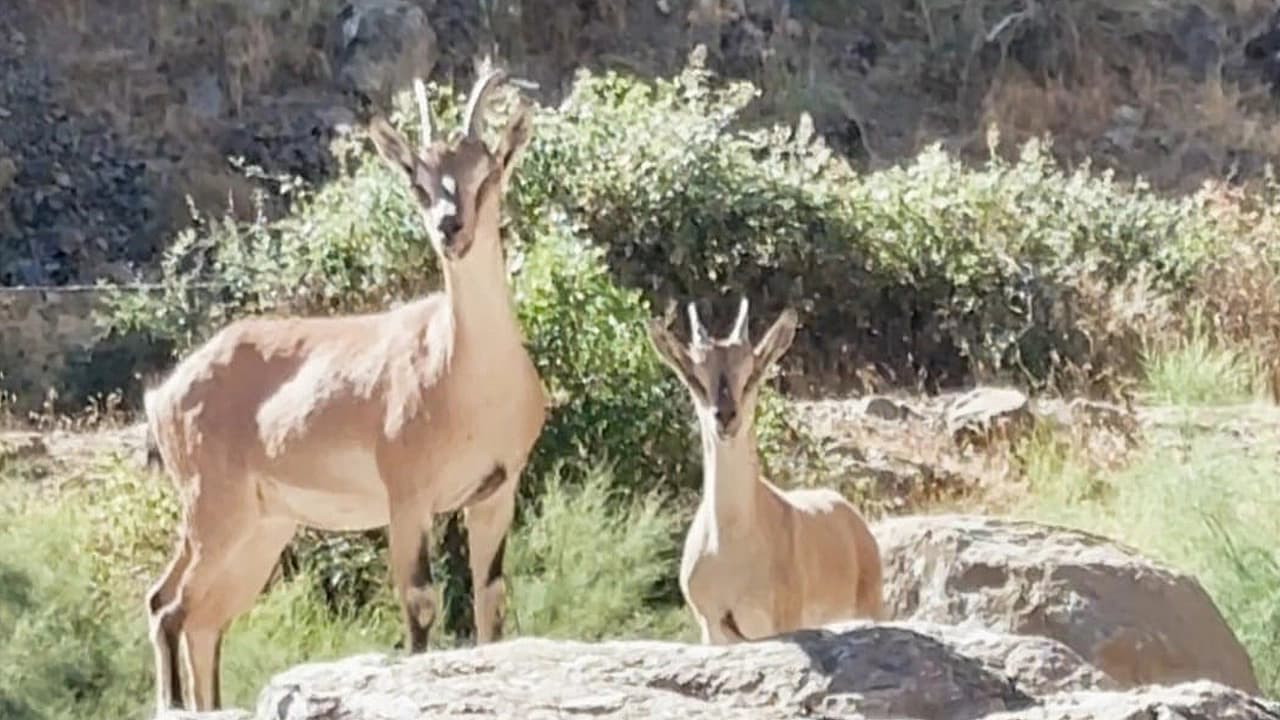 Koruma altındaki dağ keçileri Arıcak’ta görüntülendi