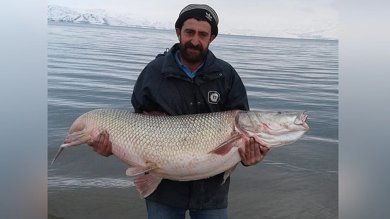Keban Baraj Gölü’nde 42 kiloluk dev Turna Balığı yakalandı