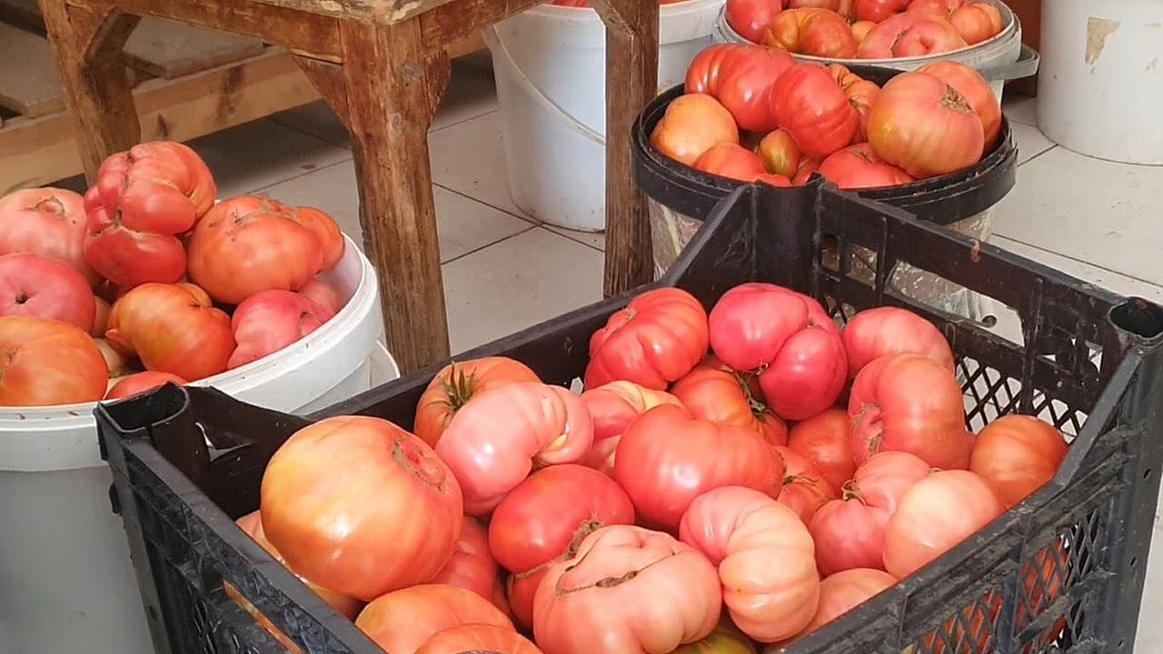 Palu’da ata tohumuyla yetiştirilen dev domatesler ilgi görüyor
