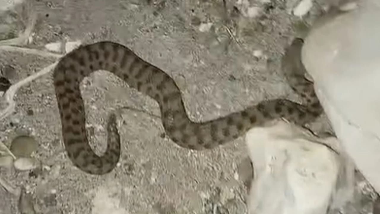 Pertek'te yılan görüntülendi