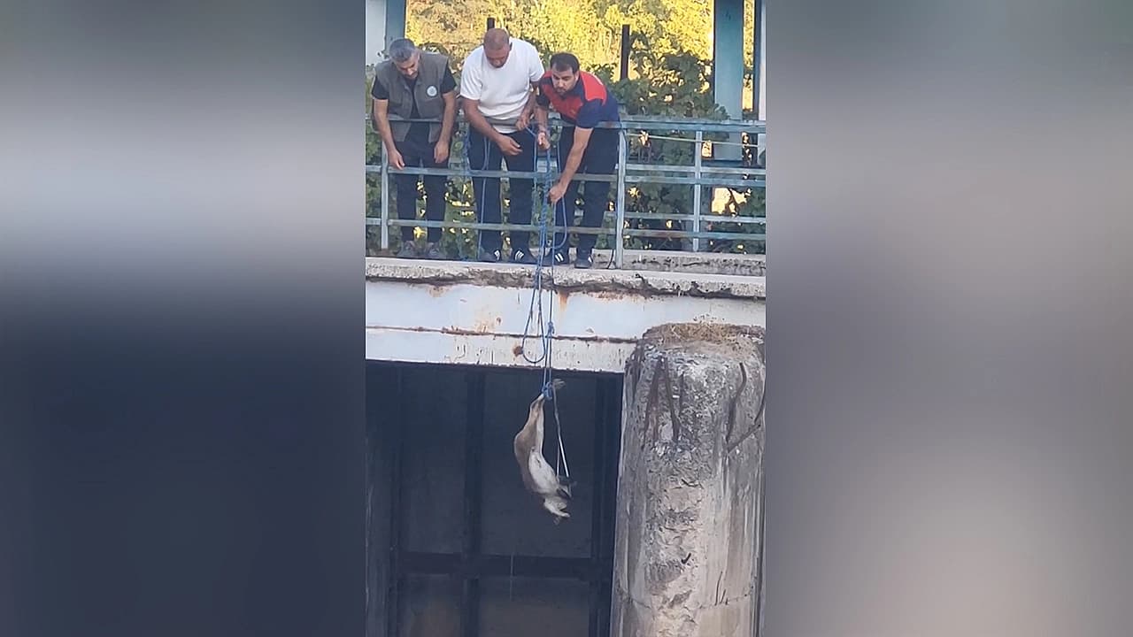 Elazığ'da mahsur kalan dağ keçisi kurtarıldı
